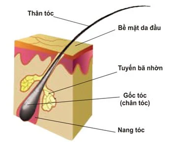 Cấu tr&uacute;c sợi t&oacute;c